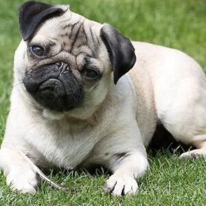 Baxter