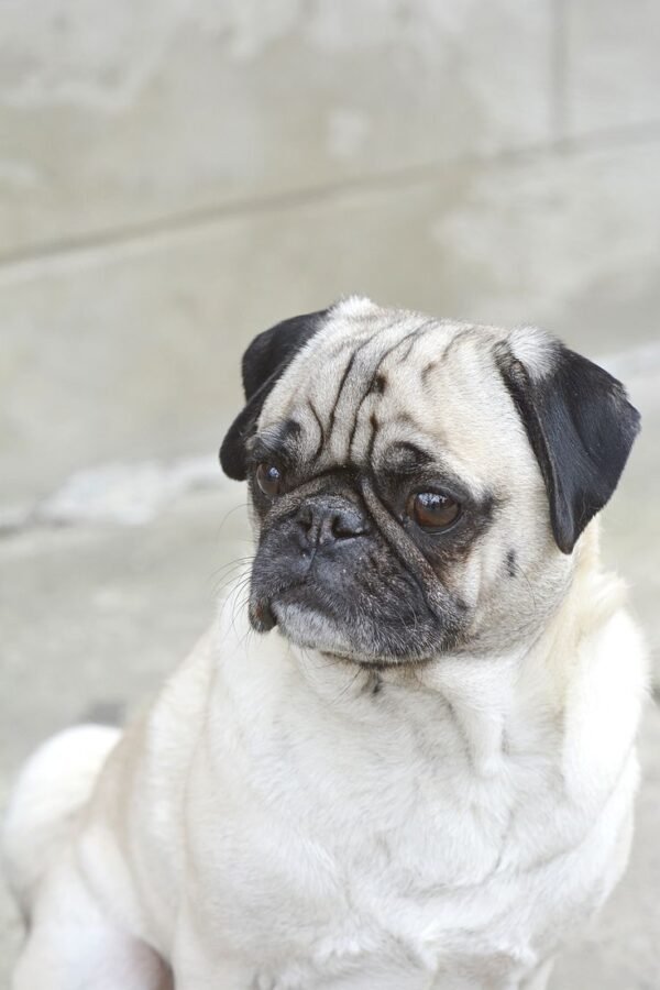 Baxter - Image 2