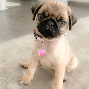 Penny