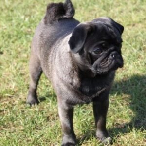 Milo