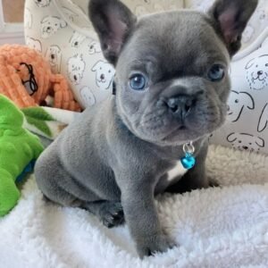 Ollie